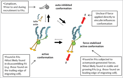 Figure 2. Model for vinculin mechano-stabilization. Vinculin molecule is auto-inhibited via high-affinity head–tail binding. Binding of vinculin head to talin and vinculin tail to actin promotes vinculin activation. Forces applied across vinculin maintain the molecule in an active conformation and counterbalance head–tail autoinhibition.