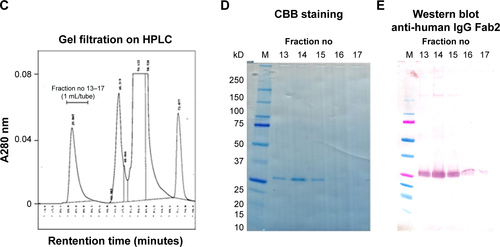 Figure S2 Plasmid preparation for hScFv and the purification procedures.