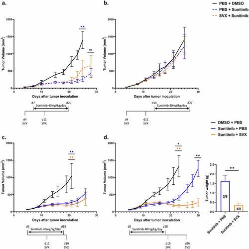 Figure 2. Strong therapeutic efficacy of the combination when the vaccination is initiated at the end of sunitinib treatment.