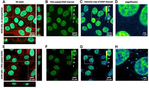 Figure 8 Two-photon fluorescence images of A549 cells incubated for 72 h without IONPs as a control (A–D). (A) Channel overlay, (B) IONP channel and (C) intensity range map of the IONP channel, with magnified area (D). A549 cells after 72 h incubation with PEG-coated IONPs (E–H). (E) Overlay of the 3 channels with the IONPs in green, the nucleus in cyan and the cytoskeleton in red. (F) IONP detection channel only and (G) Intensity range map from the IONP channel together with (H) a magnified area, indicating the presence of IONPs (calibration bar in the top right).