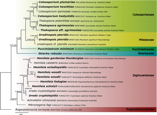 Figure 1. Early diverging Pucciniales in South Africa. ML topography generated from 28S, 18S, and CO3 sequencing data. The tree is rooted with Rogerpetersonia torreyea. Names in bold indicate sequences from South African material. Support for nodes is provided as ML ratios/fast bootstraps.