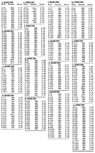 Figure 3. Phosphorylation sites in Hs and PfMCMs. The sequence of each MCM was submitted to www.cbs.dtu.dk/services/NetPhosK for predictions of kinase specific eukaryotic protein phosphorylation sites. A threshold of 0.7 was used and the sites predicted for each MCM are presented in the figure. CKII- casein kinase II, PKA-protein kinase A, PKB-protein kinase B, PKC-protein kinase C.