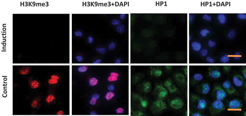 Figure 1. Induction of heterochromatin alteration. Panc1 cells were cultured in inducing medium (induction) or DMEM containing 10% FBS (control) for 48 hrs. Immunofluorescence images show a significant reduction of heterochromatin markers H3K9me3 and HP1 in induced cells. DNA was counterstained by DAPI. Scale bar is equal to 10 μm.
