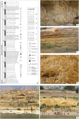 Figure 5. Stratigraphy and facies of the coastal-to-marine deposits of the Marsala synthem (MRS). (a) Type section of the MRS measured and sampled along the valley of the Jato River (Balestrate, see index map of Figure 2/Geological Sheet for location). Legend: (1) Upper Pliocene clays, marls and arenaceous turbidites (BLC); (2) calcareous conglomerates; (3) coarse-to-fine bioclastic sands and clayey sands; (4) well-cemented bioclastic calcarenites; (5) clay siltstone with planktonic foraminifers; (6) marine terrace deposits of the SNP. (b) Intensively bioturbated clayey sands (lower shoreface facies) (Balestrate). (c) Planar-bedded well-cemented calcarenites alternated with massive bioturbated sands (Balestrate). (d) Well-cemented calcarenites rich in pectinids (foreshore facies) (Punta Raisi, see Figure 1 for location). (e) Angular unconformity between the MRS and the deformed Mesozoic carbonates (Mz) and Cenozoic clays (Cz) at the Punta Raisi section (see index map of Figure 2/Geological Sheet for location).