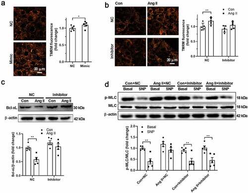 Figure 4. Angiotensin II decreased Bcl-xL through upregulation of miR-140-5p A. miR-140-5p mimic increased mitochondrial membrane potential in vascular smooth muscle cells (VSMCs). B. Inhibition of miR-140-5p abolished the effects of angiotensin II (Ang II) on upregulation of mitochondrial membrane potential in Ang II-treated VSMCs. C. Inhibition of miR-140-5p abolished the effects of Ang II on downregulation of Bcl-2-like protein 1 (Bcl-xL) in Ang II-treated VSMCs. D. miR-140-5p inhibitor restored the VSMC function as evidenced by myosin light chain (MLC) phosphorylation in response to sodium nitroprusside (SNP) in isolated VSMCs treated with Ang II. n = 5. *, P < 0.05. **, P < 0.01.