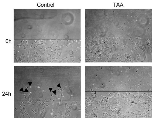 Figure 4. Within 24 h, TAA had totally inhibited cell migration whereas untreated control cells could apparently invade the denuded area (arrowheads).