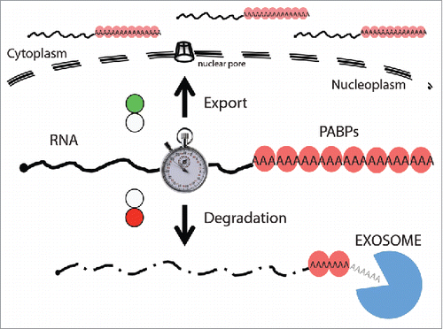 Figure 2. PABPs provide timing of RNA nuclear residence. Proceeding their poly(A) tail recognition by nuclear PABPs (red balloons), processed RNAs are exported to the cytoplasm (indicated by green light). In contrast, export-impaired or -delayed RNAs are turned over (red light). Thus, PABPs ‘sense’ the nuclear exposure time (represented by a the timer) of polyadenylated RNAs and provide the platform for nuclear RNA decay.