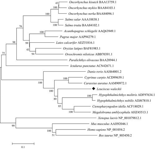 Figure 3. Phylogenetic analysis of Leuciscus waleckii and other vertebrate transferrin genes. The phylogenetic tree was constructed based on ClustalW-generated multiple sequence alignment of amino acid sequences using the neighbor-joining method within the MEGA 7.0 package. The topological stability of the neighbor-joining trees was evaluated by 1000 bootstrapping replications, and the bootstrapping percentage values are indicated by numbers at the nodes. The GenBank accession number for each sequence is given after the species name.