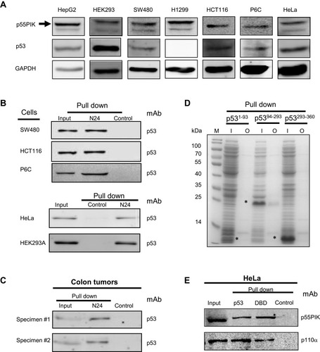 Figure 2 Interaction of N24 domain with DBD domain of p53 in cancer cells. (A) Evaluation of the levels of p53 and p55PIK in all cell lines used in this study. (B) N24-agar beads pull down endogenous p53 protein in SW480, HCT116, P6C, HeLa and 293A cells. Control: agar beads. (C) N24-agar beads pull down endogenous p53 protein in colon specimen (#1) and colon tumor specimen (#2). Control: agar beads. (D) N24-agar beads pull down the DBD domain of p53recombinantly expressed in E. coli cells. M: molecular weight marker; I: inputs of the extracts from the cells expressing p53 domains, ie, p531−93,p5394−293and p53293−360. O: output of p53 domains with N24-agar beads. Asterisks indicate p53 domains. (E) The pulldown of endogenous p55PIK and p110α proteins simultaneously from HeLa cells using agar-beads coupled with full-length p53 and the DBD domain. Control: agar beads.