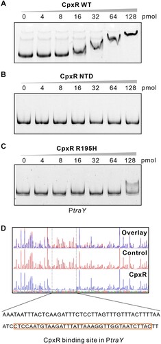 Figure 6. CpxR binds to the traY promoter. (A-C) EMSA using 2 pmol FAM-labeled traY promoter with increasing amount of wild-type CpxR (A), CpxRNTD (CpxR missing C-terminal domain) (B), or CpxRR195H (C) (Negative Control, Figure S11). (D) DNase I footprinting assay. The FAM-labeled traY promoter was incubated with or without CpxR protein, then digested by DNase I. Electropherograms indicated the CpxR protection region. The peaks in the dashed box were significantly decreased, indicating the binding site of CpxR. The organizations of CpxR, CpxRNTD, CpxRR195H were depicted in Figure S3.