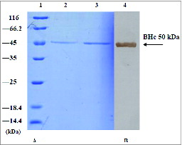 Figure 1. Analysis of purified recombinant BHc protein by SDS-PAGE (A) and immunoblot (B). Lane 1, the protein standards; lane 2, 1 μg of recombinant BHc expressed and purified in one experiment; lanes 3 and 4, 2 μg of recombinant BHc expressed and purified in another experiment. Arrows indicate the position of the recombinant BHc protein.