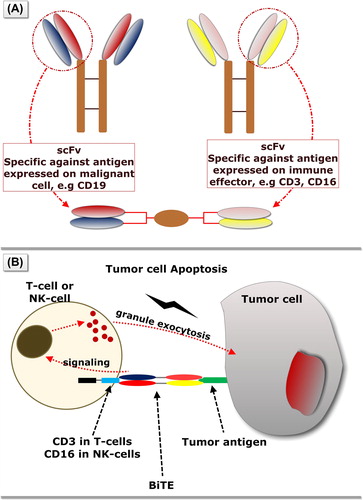 Figure 2. T-cell and natural killer cell engagers (BiTEs and BiKEs). A: Bispecific T and natural killer cell engagers (BiTEs and BiKEs) consist of two single-chain antibody variable fragments (scFv). In the case of BiTE antibody scFv is specific for CD3 antigen, while in the case of BiKE scFv is specific for CD16. The other scFv is specific for an antigen expressed on the surface of tumor cells, like CD19, CD33, etc. A linker is used in order to combine the two variable regions of the two antibodies. B: BiTE antibodies activate T-cells by binding to their surface CD3 and bring these T-cells in close proximity with the target. In an analogous manner BiKEs activate NK cells by binding to CD16. Activation of effector cell results in perforin and granzyme degranulation and tumor cell apoptosis.