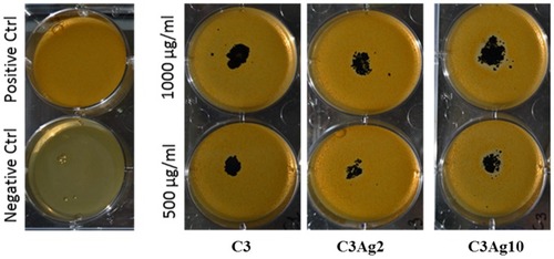 Figure 13 Halo test of C3, C3Ag2 and C3Ag10 on S. epidermidis.