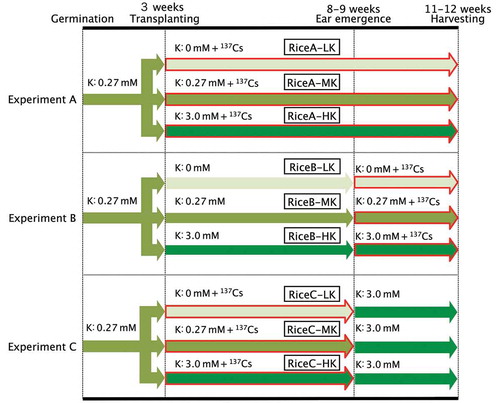 Figure 1 Experimental procedures. Plants were grown at 30°C with a 12:12 h light:dark photoperiod. The nutrient solution was changed twice every week. In Experiment A, 3-week-old rice (Oryza sativa L. “Nipponbare”) was transplanted into nutrient solution, which contained Potassium (K) concentrations of either 0 mM, 0.27 mM or 3.0 mM, referred to as LK, MK and HK, respectively, and Cesium 137 (137Cs) was added to maintain the concentration of 9 kBq L–1 until harvesting. In Experiment B, 3-week-old rice was transplanted into solutions with various K concentrations as in Experiment A, while 137Cs (9 kBq L–1) was added only after ear emergence. In Experiment C, rice seedlings were grown in the same way as in Experiment A until ear emergence, when they were transplanted to nutrient solution containing 3.0 mM K, but no 137Cs.
