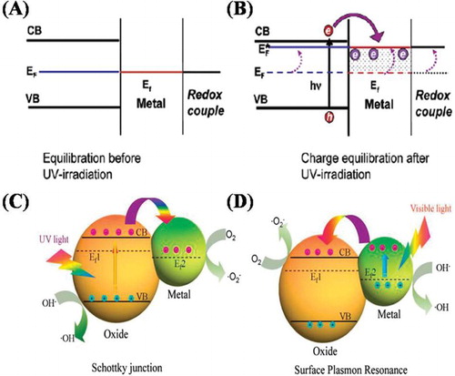 Figure 10. Equilibrium position of Semiconductor-Metal nanocomposites with Redox Couple (A) before and (B) after UV-Irradiation. Schematic illustration of photogenerated charge transfer and separation in semiconductor-metal heterojunctions (C) under UV-light and (D) under visible-light irradiation. Adapted from references ( Citation40) and ( Citation41) with permissions. Copyright 2004, American Chemical Society and 2013, Royal Society of Chemistry.