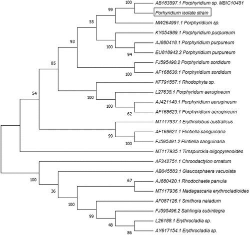 Figure 2. Phylogenetic tree based on the 18S rRNA gene sequences of Rhodophyta.