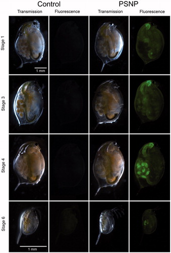 Figure 3. Representative fluorescence microscopy images of different stages of Daphnia magna development (n = 8). Adult daphnids were exposed to 5 mg L−1 PSNP from the moment that their brood pouch was empty until their embryos were in stage 4. GFP filter settings were an exposure duration of 2.5 s, a gain of 2.0 and a gamma of 0.6. Stage 1: the adult daphnid took up PSNPs but the embryo has not. Stage 3: the developing embryos took up PSNPs. Stage 4: PSNPs are concentrated in droplets in the embryo. Stage 6: neonate that has stored PSNPs in its fat droplets.