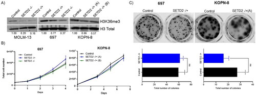 Figure 1. Knockout of SETD2 does not lead to increased proliferation or colony formation. (A) Western blot analysis of chromatin-bound nuclear compartment lysate from AML cell line MOLM-13 and B-ALL cell lines 697 and KOPN-8. Cell line models include an empty gRNA control clone (control), and/or Mono-allelic (-/+) and bi-allelic (-/-) KO clones. Numbers below represent H3K36me3/H3 ratios each normalized to control as measured by ImageJ [Citation61]. (B) Proliferation curves of 697 and KOPN-8 control and KO cell lines counted by trypan blue. Each cell line was plated in triplicate with bars representing the mean ± standard deviation. (C) Representative images (top) and quantification (bottom) of MethoCultTM colony forming assay of 697 and KOPN-8 cell lines. Each cell line was plated in duplicate. Colonies were stained with MTT and counted after 14 days in culture. Statistical significance determined by wilcoxon test (unpaired). All experiments were repeated at least 3 times.