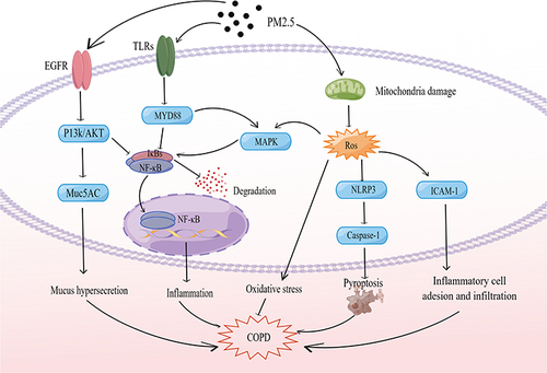 Figure 1 Pathways of COPD induced by PM2.5.