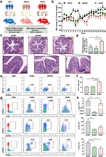 Figure 6. Gut microbiota from SUCs induced colonic inflammation and lowered colonic Th17 and ILC3 in recipients. (a) the protocol of animal treatments and sample collection. (b) body weight change of mice throughout the entire trial; HFMT (n = 12), MiFMT (n = 6), and SFMT (n = 12). (c) H&E staining of the colorectum. (d) a summarized histopathological score of the colorectum; HFMT (n = 5), MiFMT (n = 6), and SFMT (n = 6). (e) Representative scatter plots for identifying Th17 cells in the colon quantified by flow cytometry; Th17 cells were identified as CD3+CD4+RORγt+cells. (f) the percentages (% CD3+CD4+cells) of Th17 cells; n = 5 per group. (g) Representative scatter plots for identifying ILC1s, ILC2s, and ILC3s in the colon; ILC1s were identified as CD45+Lin−CD90.2+T-bet+cells, ILC2s as CD45+Lin−CD90.2+GATA3+cells, and ILC3s as CD45+Lin−CD90.2+RORγt+cells. (h) the percentages (% CD45+cells) of ILC1s, ILC2s, and ILC3s. n = 5 per group. Statistical differences (b, d, f, and h) were calculated by one-way ANOVA with Tukey’s post hoc test. ***P < 0.001, **P < 0.01, *P < 0.05, and #P < 0.10.