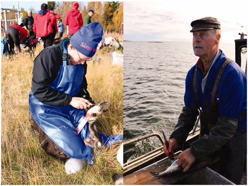 Figure 4. Both craftspeople are highly skilled in using a knife. On the left, the Sámi duojár skins reindeer legs. On the right the fisher fillets aboard at the same time as looking at the horizon. Photos: Viveca Mellegård.