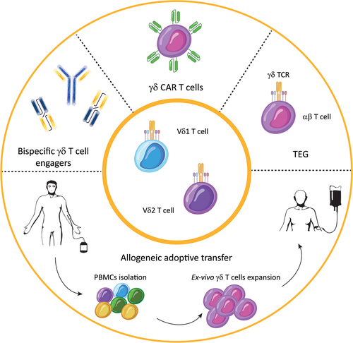 Figure 2. Novel strategies for γδ T cell-based immunotherapy.