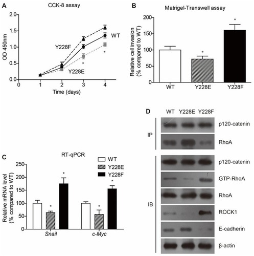 Figure 4 Phosphorylation on Y228 is critical on inhibiting colon cancer progression. Y228 on p120-catenin was mutated into E (Y228E) to mimic phosphorylated residue and F (Y228F) to abolish phosphorylation function. (A) The proliferation process of SW480 cells is evaluated by CCK-8 assay, showing that Y228F attenuated the anticancer effect of p120-catenin. (B) Similarly, Matrigel-transwell results indicated that the invasion capacity was further enhanced after mutating Y into E, compared with wild type (WT) p120-catenin. (C) Transcription of RhoA downstream effectors, such as snail and c-myc, was further impaired in Y228E while rescued in Y228F, indicating the crucial role of Y228 phosphorylation in suppressing cancer progression. (D) Y228E stabilizes the p120-catenin-RhoA interaction while Y228F interrupts this interaction, compared with the wild type. Consistently, the GTP-RhoA and ROCK1 levels were lowest in Y228E group. In contrast, the E-cadherin showed a highest level in Y228E transcription group. *Indicates P<0.05 by One-way ANOVA t test.