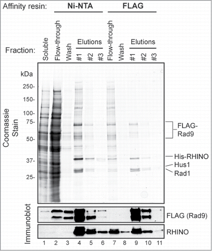 Figure 3. RHINO forms a stoichiometric complex with the 9-1-1 clamp. Insect cells were infected with FLAG-Rad9, His-RHINO, and untagged Rad1 and Hus baculoviruses, and then the cell lysates were subjected to Ni-NTA and FLAG affinity purification. The soluble, flow-through, wash, and elution fractions from these steps were subjected to SDS-PAGE, coomassie staining, and immunoblotting with anti-FLAG and anti-RHINO antibodies.