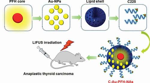 Figure 1. Design and nanoassemblies formulation of C225 conjugates Au-PFH-NAs for safe and efficient in vivo drug delivery