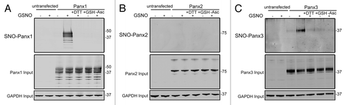Figure 3. Panx1 and Panx3 are post-translationally modified by S-nitrosylation. Western blots for Panx1 (A), Panx2 (B), and Panx3 (C) following an assay for detection of S-nitrosylated proteins. HEK-293T cells ectopically expressing murine Panx1, Panx2, or Panx3 were treated with 100 µM GSNO to facilitate S-nitrosylation and samples were processed by the Biotin Switch assay. For controls, Panx expressing cells were stimulated with 100 µM reduced GSH, the backbone molecule in GSNO that lacks the capacity to release NO, or with the reducing agent DTT (1mM) following GSNO treatment to reduce S-nitrosylated protein thiols. As a negative control, ascorbate was omitted from the reducing step to prevent reduction of S-nitrosylated cysteines and subsequent biotinylation. GAPDH was used as input controls. Protein sizes are noted in kDa.