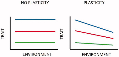 Figure 5. The ability of one genotype to produce more than one phenotype when exposed to different environments (each of the coloured lines is a ‘reaction norm’) (Kelly et al. Citation2012).