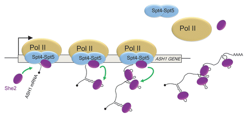 Figure 2 Spt4–Spt5 promote the cotranscriptional recruitment of She2 on the nascent ASH1 mRNA. Interaction between She2 and Spt4–Spt5 on elongating RNA polymerase II (pol II) favors the transfer of She2 on localization elements RNA as they emerge from the polymerase. The bud-localized ASH1 mRNA contains four localization elements, which fold as stem-loop structures.