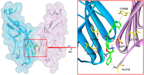 Figure 1. Detailed interactions of compound 12j-4 (the green stick) with the PD-L1 dimer. The crystal structure of the dimeric PD-L1 protein was taken from PDB ID: 5J89. Chain A is a solid cyan ribbon, while chain B is a solid magenta ribbon. The green dashed lines represent H-Bond interactions. The magenta dashed line represents hydrophobic interactions. The orange dashed lines represent electrostatic interactions. The cyan-dashed line represented halogen interactions.