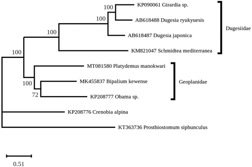 Figure 1. Maximum-likelihood tree obtained on concatenated amino-acid sequences of all mitochondrial proteincoding genes from Platydemus manokwari and other flatworms, using the MtArt model of evolution and after 100 bootstrap replications. The brackets represent the families..