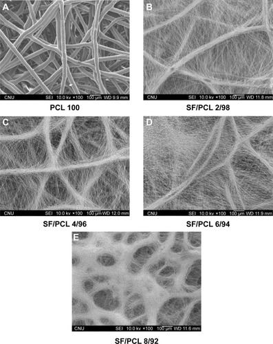 Figure 2 Changes in morphology of the PCL microfibrous scaffold and SF/PCL nano/microfibrous composite scaffolds consisting of varying SF-nanofiber content.Notes: (A) PCL 100, (B) SF/PCL 2/98, (C) SF/PCL 4/96, (D) SF/PCL 6/94, and (E) SF/PCL 8/92.Abbreviations: PCL, poly(ε-caprolactone); SF, silk fibroin.