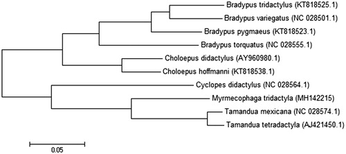 Figure 1. Molecular phylogeny of Myrmecophaga tridactyla mitochondrial genome, based on maximum likelihood (ML). Phylogenetic analyses were conducted with Cyclopes didactylus (GenBank accession number: NC_028564.1), Tamandua mexicana (NC_028574.1), Tamandua tetradactyla (AJ421450.1), Choloepus didactylus (AY960980.1), Choloepus hoffmanni (KT818538.1), Bradypus pygmaeus (KT818523.1), Bradypus tridactylus (KT818525.1), Bradypus torquatus (NC_028555.1), and Bradypus variegatus (NC_028501.1).