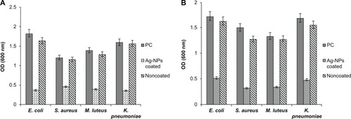 Figure 8 The inhibitory effect of the Ag-NPs-coated PUC on (A) bacteria (B) Candida spp. Ag-NPs-coated PUC (2 cm2) or noncoated PUC (2 cm2) material was inoculated in 3-mL Muller Hilton broth containing fresh E. coli, S. aureus, M. luteus, K. pneumoniae, or Candida spp. at a concentration of 105 colony-forming units per mL (cfu/mL).Notes: After 10 minutes incubation in shaking condition, Ag-NPs-coated or noncoated PUC samples were removed from the test tubes and the bacteria cultures were incubated at 37°C for 24 hours. The sample without condom material inoculated was treated as positive control (PC). The growth inhibition of bacteria was determined by measuring optical density at 600 nm using the ELISA plate reader.Abbreviations: Ag-NPs, silver nanoparticles; PUC, polyurethane condom; ELISA, enzyme-linked immunosorbent assay; cm, centimeter; nm, nanometer.