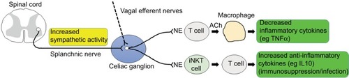 Figure 1 Sympathetic connection to immune cells in target organs.Notes: Splanchnic nerve activity transmitted to the celiac ganglion may increase the release of norepinephrine (NE) of adrenergic postganglionic neurons. This in turn would activate immune-cell responses in target organs, such as macrophages in the spleen and TH2 cells in the liver, and these cells regulate the production of pro- and anti-inflammatory cytokines. Vagal input, which has not been clearly identified, may have similar effects on the regulation of inflammation as sympathetic activity.Abbreviations: TH, T helper; ACh, acetylcholine; iNKT, invariant natural killer T.