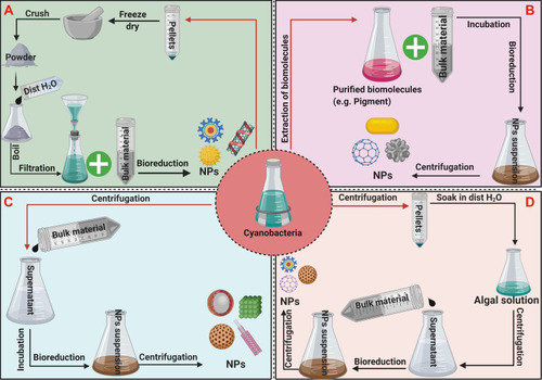 Figure 5 Potential protocols of extracellular synthesis methods.Notes: (A–D) represent different protocols of extracellular synthesis of NPs. (A) cell biomass mediated synthesis of NPs (B) biomolecules mediated synthesis of NPs. (C) cell-free media mediated synthesis of NPs. (D) cell filtrate mediated synthesis of NPs.