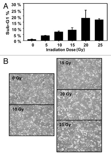 Figure 2. Irradiated TC71 Ewing sarcoma cells undergo apoptosis with a maximum sub-G1 population at 20–25 Gy. TC71 cells were seeded in 60 mm2 dishes at least 24 h prior to irradiation at the indicated dose, and the cells were in the log phase of growth at the time of irradiation. Twenty-four hours post-irradiation, the cells were fixed and stained with propidium iodide, and their DNA content was determined by flow cytometry. Cell cycle analysis was performed using ModFit software. (A) A dose-dependent increase in apoptotic cells was observed up to 20–25 Gy. Error bars denote the standard deviation; n = 2. (B) Representative, bright-field images of cells in culture 24 h post-irradiation at the indicated radiation dosage. The data shown are representative of results from 3 experiments.