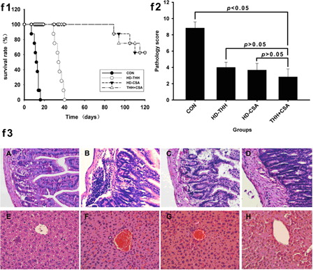 Figure 2. Low-dose THH + CSA effectively prolonged the survival time of mice after transplantation and alleviated the onset of GVHD. To study the preventive function of low-dose THH combined with low-dose CsA on GVHD, the BALB/c recipient mice were randomly divided into four groups with 20 mice in each group. Group A was defined as the control group and was given 0.2 ml/day saline; group B was the CsA prevention group and was given 10 mg/(kg/day) CsA; group C was the THH prevention group and was given 400 mg/(kg/day) THH; group D was the combined prevention group and was given 100 mg/(kg/day) THH and 5 mg/(kg/day) CsA. f1 is the survival time of mice in the different drugs and drug concentrations treatment groups; the median survival times of the CON, HD-THH, HD-CSA, and CSA + THH groups were 12.5, 34.5, 122.5, and 122.5 days, respectively. The median survival time of the CSA-THH group was significantly different from that of the CON and HD-SCA groups but was not significantly different from that of the HD-CSA group. Formalin-fixed liver, skin, and small bowel were embedded in paraffin, cut into 4-μm-thick sections, and stained with hematoxylin and eosin for histological examination. Slides were coded without reference to prior treatment and examined in a blinded manner. A semi-quantitative scoring system was used to assess the degree of aGVHD. A–H represent different groups, A and E: CON group; B and F: HD-THH group; C and G: HD-CSA group; D and H: CSA + THH group. f2 is the pathological score of the mouse liver and intestine at +15 days. f3 is the pathology of the liver and intestine of the different treatment groups on day 15. Groups A, B, C and D mice revealed grade III-IV, I-II, I-II, and I GVHD according to the histopathological criteria.