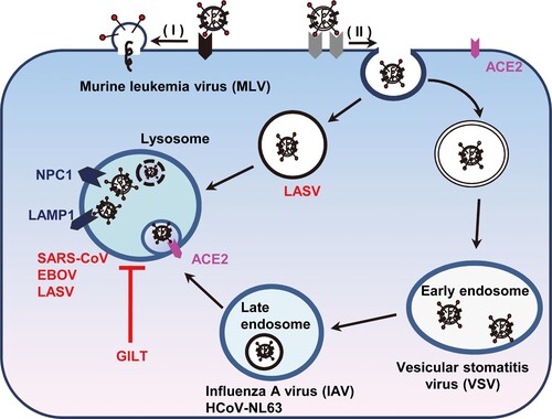 Figure 8. Schematic model for GILT-mediated restriction of viral entry in lysosome. Enveloped viruses enter cell at plasma membrane or escape from endocytic compartments via virus-host cell membrane fusion. While MLV that fuses at plasma membrane and vesicular stomatitis virus (VSV) and influenza A virus (IAV) that fuse at early endosome or late endosome are resistant to GILT-mediated inhibition, viruses including Ebola virus, Lassa virus and SARS-CoV, which fuse at lysosome, are restricted by GILT. NPC1: Niemann-Pick C1 protein (lysosomal receptor of Ebola virus); LAMP1: Lysosome-associated membrane glycoprotein 1 (lysosomal receptor of Lassa virus).