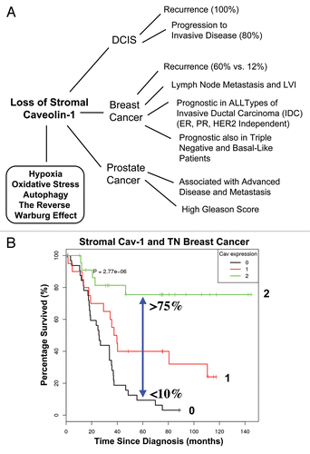 Figure 1 Prognostic value of caveolin-1 (Cav-1) as a stromal biomarker for DCIS, breast cancer and prostate cancer. (A) Schematic diagram summarizing that a loss of stromal Cav-1 is a new biomarker for hypoxia, oxidative stress, autophagy and the “Reverse Warburg Effect.” Importantly, a loss of stromal Cav-1 effectively predicts poor clinical outcome in DCIS (ductal carcinoma in situ), breast cancer and prostate cancer patients. Given that most human tumors have a stromal component, a loss of stromal Cav-1 may have prognostic value in a wide variety of different types of human cancers. Thus, a loss of stromal Cav-1 could be used to identify high-risk cancer patients at diagnosis, facilitating treatment stratification and clinical management. LVI, lympho-vascular invasion. (B) Kaplan-Meier analysis of stromal Cav-1 predicts overall survival in triple negative (TN) breast cancer patients. Patients with high levels of stromal Cav-1 (score = 2) had a good clinical outcome, with 75.5% of the patients remaining alive during the follow-up period (nearly 12 years). In contrast, the median survival for patients with absent stromal Cav-1 staining (score = 0) was 25.7 months. The results of this analysis were highly statistically significant (p = 2.8 × 10−6). (B) was reproduced from reference Citation8, with permission from the publisher (Landes Bioscience).