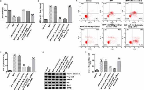 Figure 8. Effects of miR-138-5p inhibitor on SH-SY5Y cell viability and apoptosis. SH-SY5Y cells were transfected with the control inhibitor, miR-138-5p inhibitor, miR-138-5p inhibitor + control-siRNA, and miR-138-5p inhibitor + NFIB-siRNA for 48 h following 24 h of stimulation with 1 mM MPP+. Cell viability (a), LDH activity (b), and apoptosis rate (c and d) were measured using MTT, LDH release, and FCM analysis, respectively. (e) Expression of cleaved-Caspase3, Caspase3, Bax, and Bcl-2 detected using western blot assay. (f) Determination of cleaved-Caspase3/Caspase3 ratio