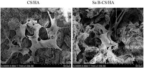 Figure 4 Surface morphology of MC3T3-E1 cells cultured in CS/HA (left) and Sa B-CS/HA scaffolds (right).