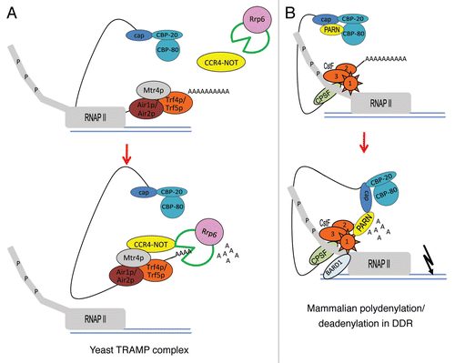 Figure 1 Model for nuclear polyadenylation/deadenylation machineries involved in RNA surveillance and DDR. (A) In yeast, the TRAMP complex-mediated polyadenylation/deadenylation is mechanistically implicated in mRNA surveillance. The TRAMP complex and the exosome are recruited to defective RNAs at sites of active transcription by RNAP II. The TRAMP complex, which contains Trf4p and Trf5p (noncanonical PAPs), Mtr4p (RNA helicase) and Air1p/Air2p (RNA binding protein), adds a ∼40 nucleotides tail to the 3′ end of target RNA to mark it for degradation by the exosome. The CCR4-NOT deadenylase can interact physically and functionally with both the exosome and the TRAMP complex. Rrp6, a nuclear exosome component, is necessary not only for RNA exonucleolytic degradation but also for transcription termination. (B) In mammalian cells, the nuclear polyadenylation/deadenylation switch regulates RNA turnover in response to DNA damage. In the absence of DNA damage treatment, CBP80 binds to nuclear deadenylase PARN and inhibits its deadenylase activity. The elongating RNAP II-CstF holoenzyme is active and polyadenylation takes place generating normal levels of mRNA. Upon UV-induced DNA damage, PARN dissociates from CBP80 and interacts with the CstF1/BARD1 complex. Interestingly, the formation of PARN/CstF1/BARD1 complex not only inhibits RNA 3′ end cleavage, but at the same time also activates the deadenylation by PARN and leads to RNA degradation.