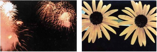 Figure 1. Sample picture of metaphoric pairs: fireworks and flowers, from Read & Szokolszky, Citation2016 .