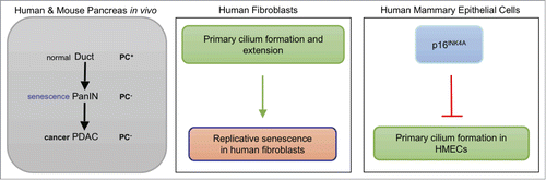 Figure 1. Relationship between senescence and the primary cilia. Frequency of primary cilia increases during senescence in human fibroblasts (middle) but not in human mammary epithelial cells (HMECs, right). During pancreatic tumorigenesis (left), primary cilia that are observed in normal ducts are lost in pancreatic intraepithelial neoplasias (PanIN) and pancreatic ductal adenocarcinomas (PDAC). PanIN lesions are enriched in senescent cells.