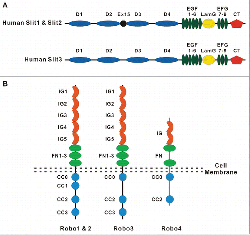 Figure 1. The domain structure of Slit and Robo proteins. (A) A schematic diagram of the domain organization of Slit1, Slit2 and Slit3 in humans. The domain structure of Slits includes 4 leucine-rich repeats (D1-D4), followed by 6 epidermal growth factor-like (EGF) domains, a laminin G domain, 3 additional EGF domains and a C-terminal cysteine knot. (B) A schematic diagram of the domain organization of Robo1, Robo2, Robo3 and Robo4 in vertebrates. The ectodomain is conserved among Robo1–Robo3, with 5 immunoglobulin (Ig) and 3 fibronectin type 3 (FNIII) domains. Robo4 contains only 2 Ig domains and 2 FNIII repeats. The intracellular domain of Robos contains several conserved motifs, including CC0-CC3 for Robo1–2, CC0 and CC2–3 for Robo3, and CC0 and CC2 for Robo4.