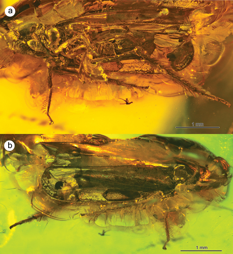 Figure 2. Morphology of Jantarineura serafini gen. et sp. nov., habitus: (a) latero-ventral view; (b) dorsal view.
